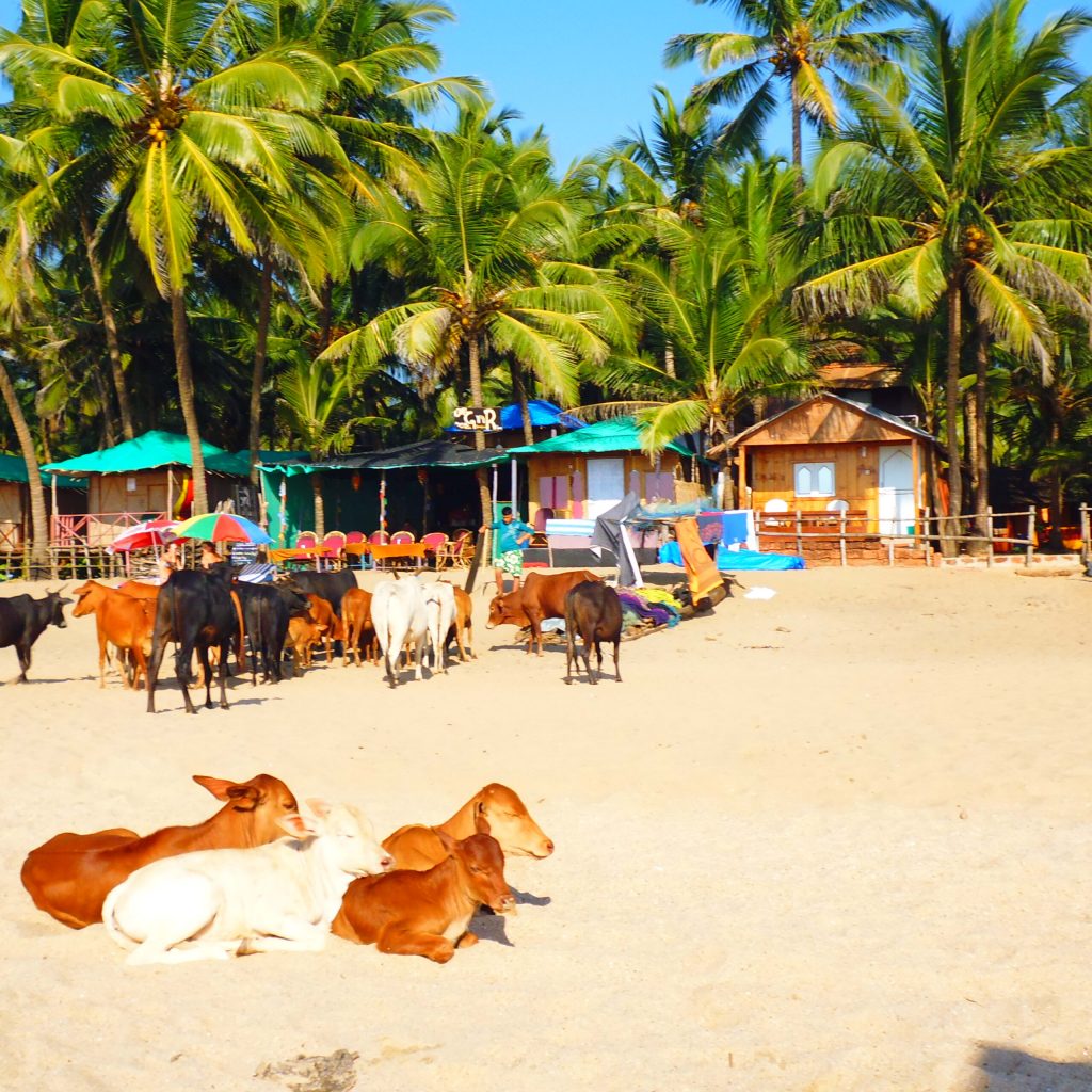 Yoga Teacher Training